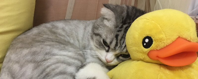 猫癲痫能自愈吗