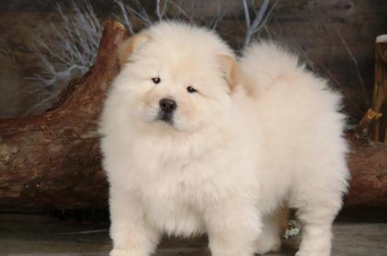 松狮犬能长多大