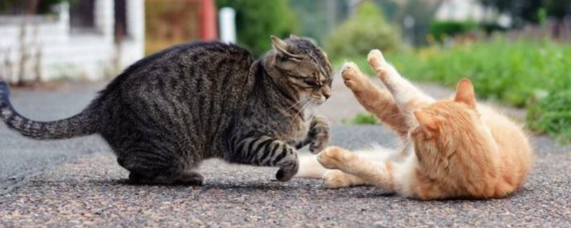 猫咪羊水破了是什么样的
