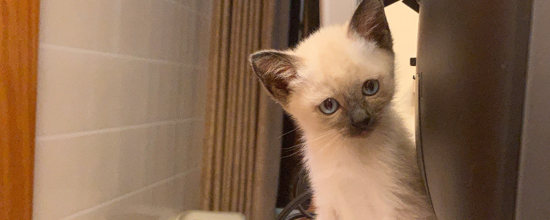 暹罗猫聪明到什么程度