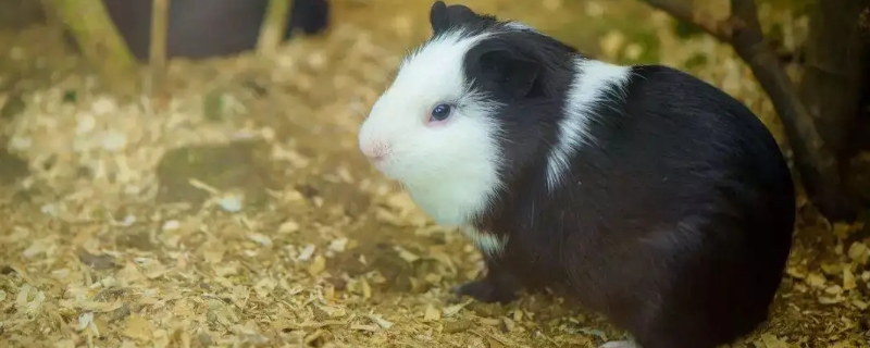 荷兰猪睡觉需要窝吗