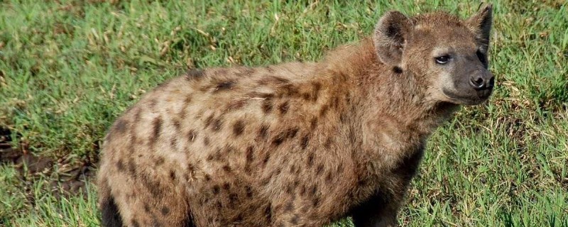 最大的古鬣犬有多大，已灭绝的巨鬣狗长2.5米高380公斤