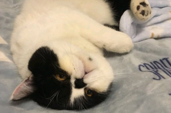 猫瘟怎么治疗
