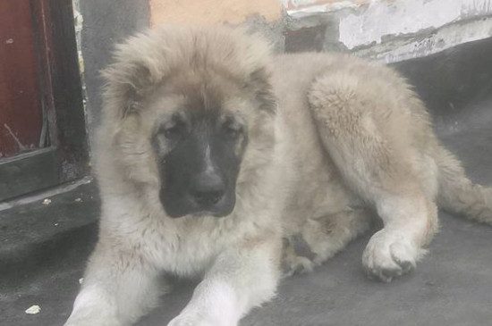 高加索犬的优缺点