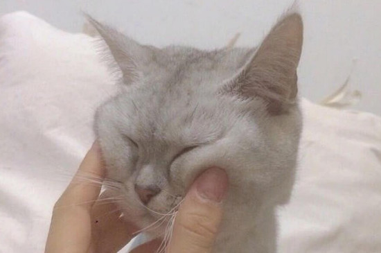 怎么摸猫咪才舒服，猫咪最喜欢被人摸哪里