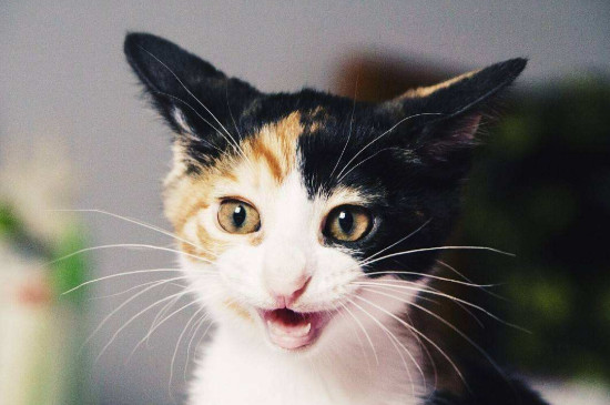 猫为什么呼噜