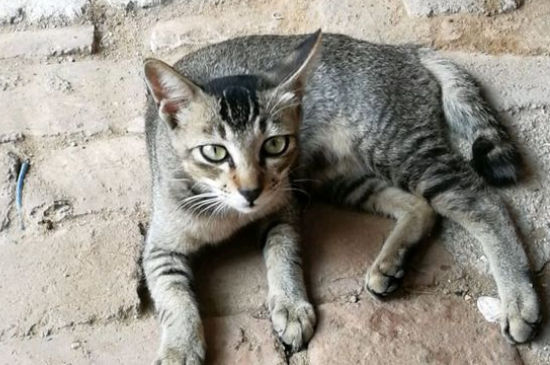 猫咪怀孕几个月生