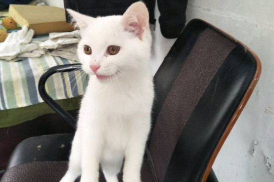 如何知道公猫发情了，公猫发情的表现