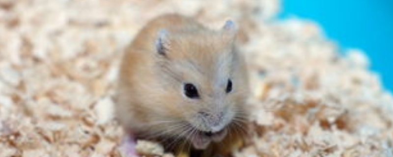 仓鼠死后会怨恨主人嘛