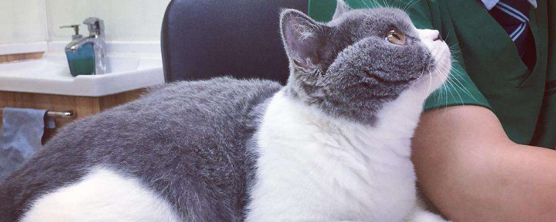 猫突然到处乱尿怎么办