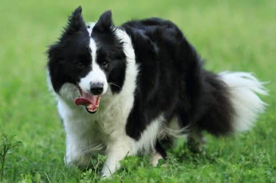 边境牧羊犬能吃骨头吗