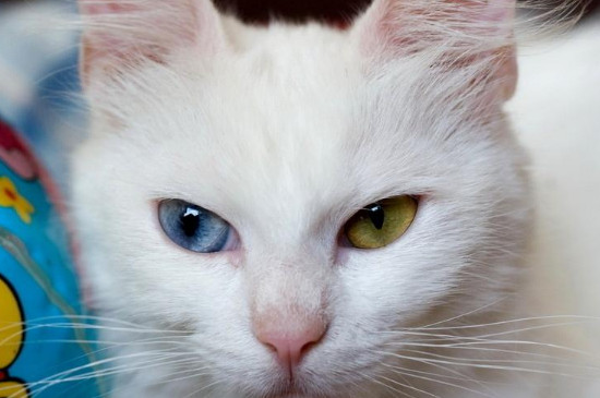 波斯猫不吃不喝的原因