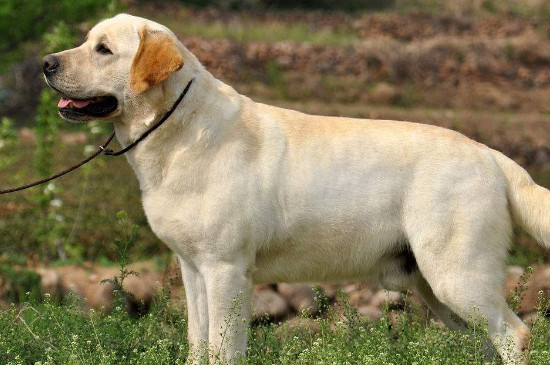 神犬小七是什么狗