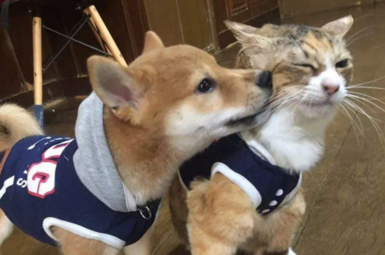 养狗方便还是养猫方便