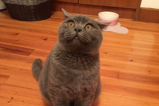 英短蓝猫的优缺点，适应力强不太掉毛但易肥胖