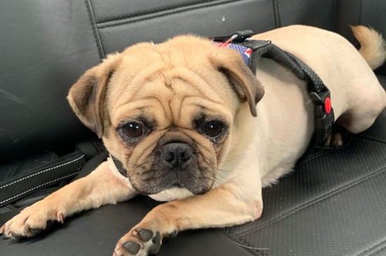 狗的品种小型犬