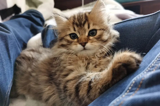 母猫生完小猫多久可以再怀孕