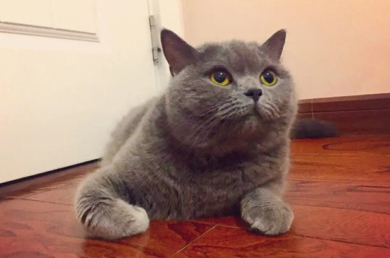 猫咪半夜蹭主人干嘛呢