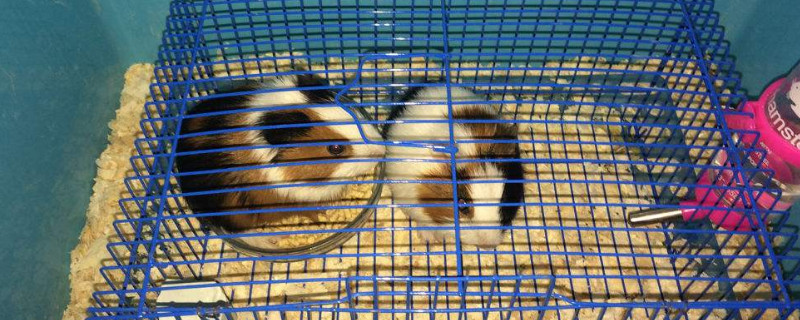 荷兰猪突然死亡的原因，荷兰猪暴毙怎么回事