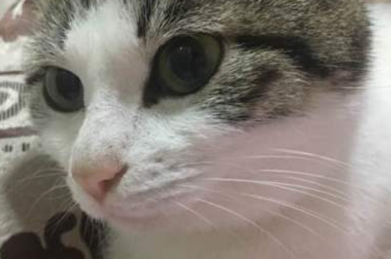 猫咪发完情后会没精神吗