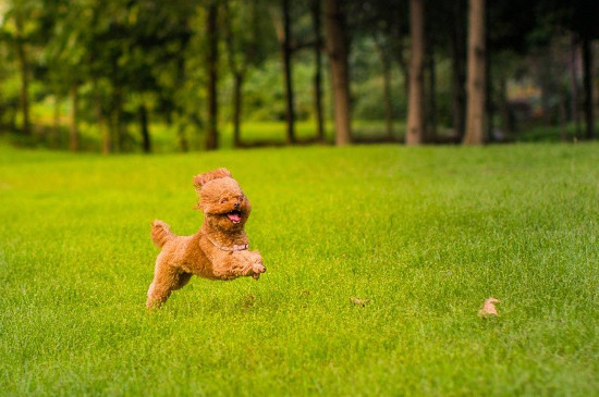贵宾犬和泰迪的区别