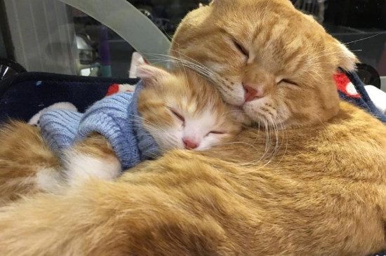 家猫的寿命多少年