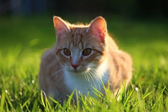 小猫几个月算成年猫