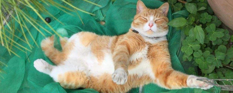 橘猫怎么养，新手养橘猫注意事项