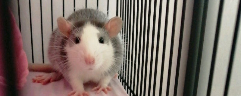 花枝鼠养多久认主人