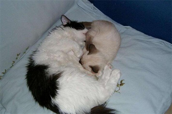 被打过疫苗的猫抓伤渗了一点点血怎么办，要打针吗