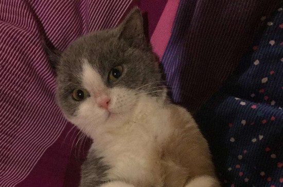 猫胎盘没出来怎么办