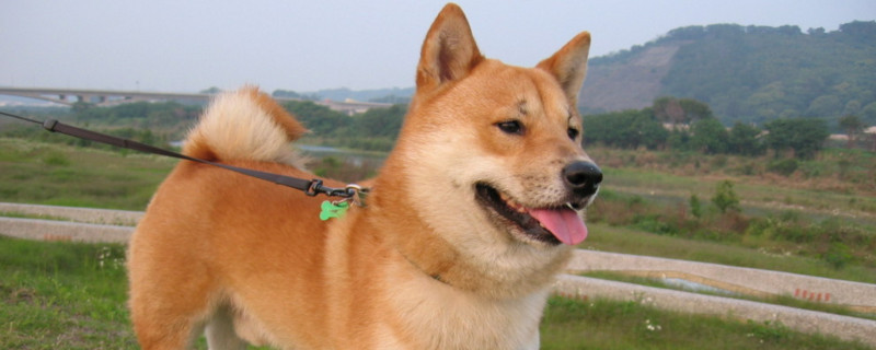 柴犬为什么不喜欢被抱
