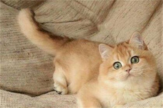 吊兰对猫有毒吗，哪些植物对猫有毒