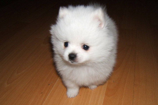 两个月博美幼犬吃什么