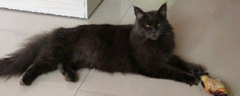 缅因几个月开始猛涨