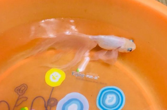 金鱼能活多久