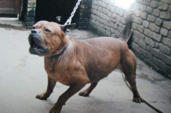烈性犬有哪些