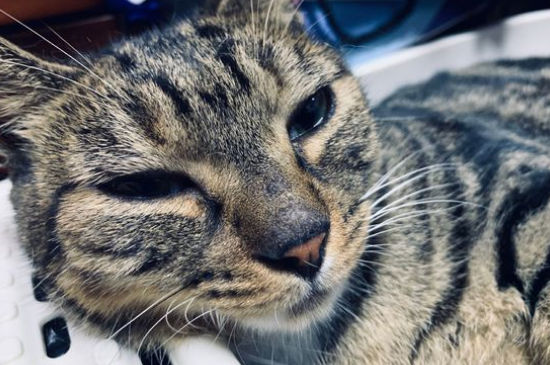 猫细小和猫瘟的区别