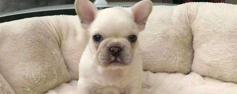 法牛犬好养吗怎么训练