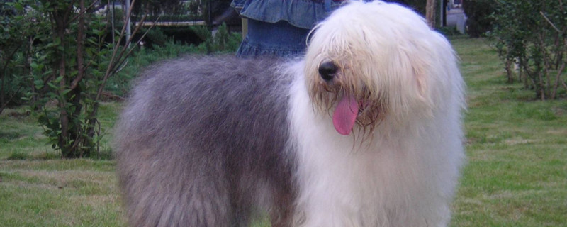 古代牧羊犬好养吗