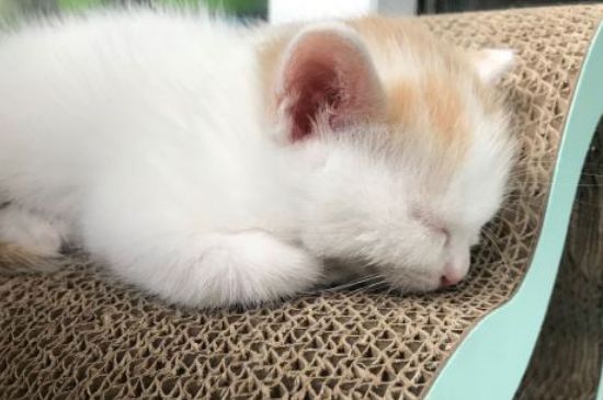 猫吃巧克力会怎么样