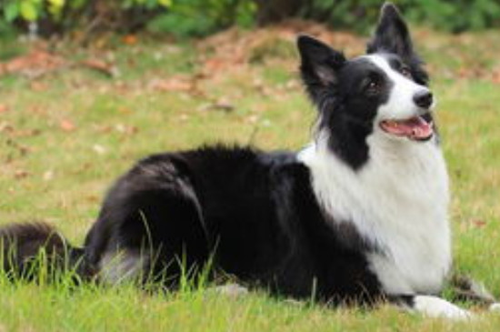 边境牧羊犬怎么样养