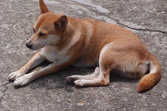 养柴犬的禁忌