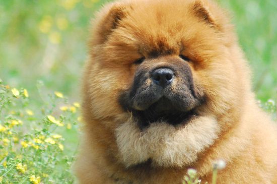 松狮幼犬怎么喂养