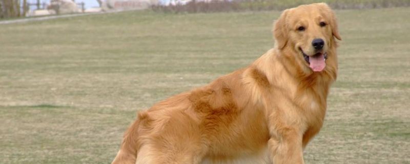 金毛犬宁可饿着也不吃狗粮