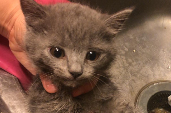 猫会嫌弃房子小吗