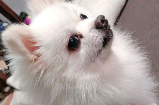 狗能不能吃苹果