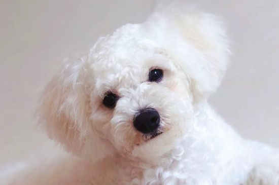 比熊犬怀孕多久能生