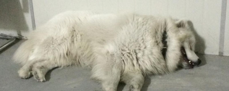 母狗分娩前什么征兆