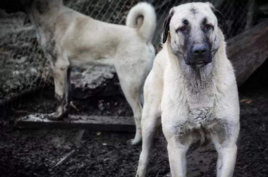 世界上打架最厉害的狗，最凶猛最强壮斗犬排名